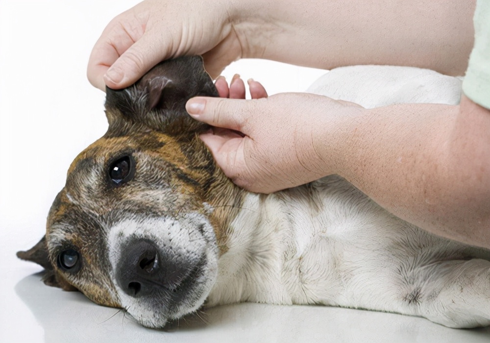 狗耳螨怎么治疗？耳螨会严重到危害狗狗的听力吗？应该怎样处理？