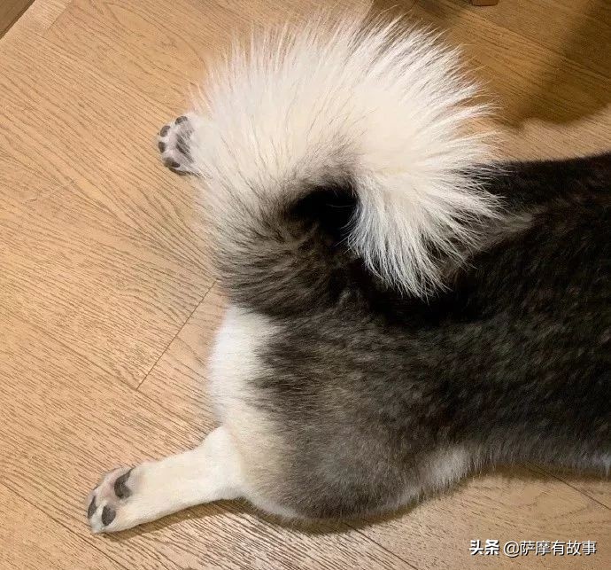 委屈！萨摩耶的混血，是一点没混出萨摩耶的美貌