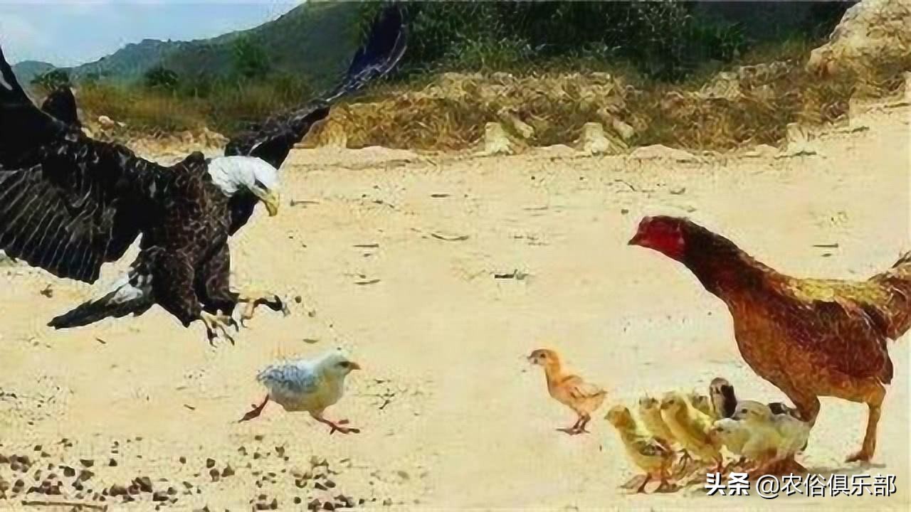 鸡老是被老鹰叼走有什么办法,山里散养鸡怎么预防黄鼠狼和老鹰