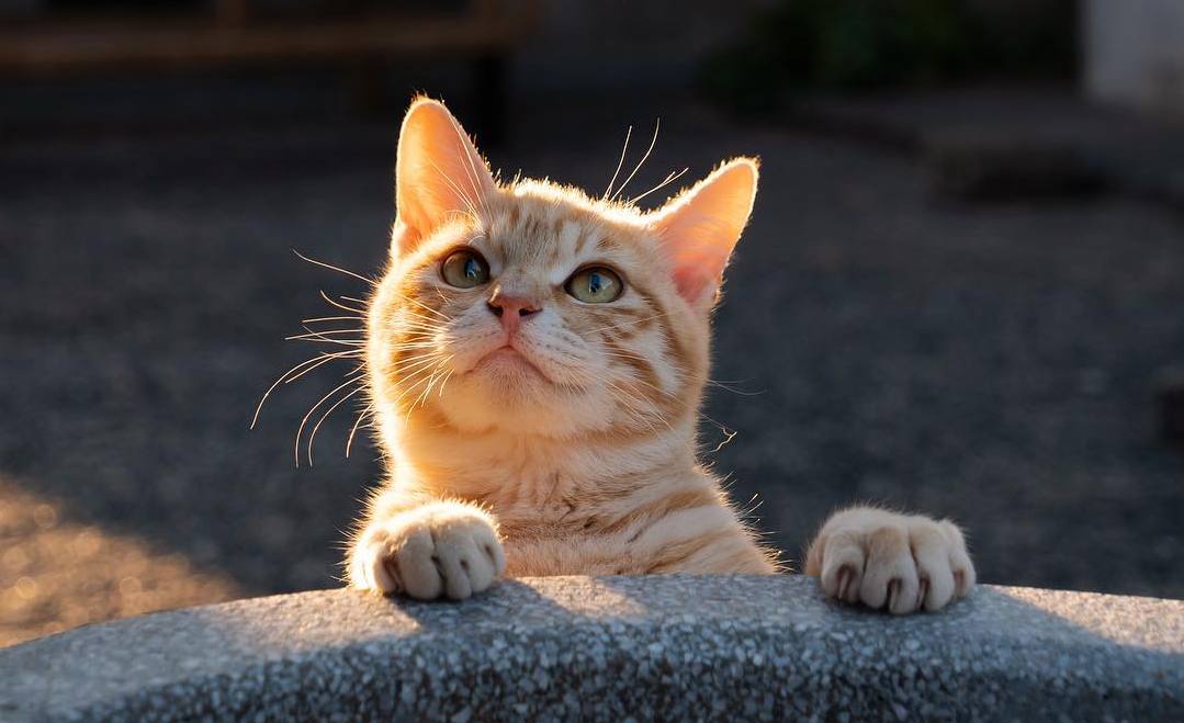 猫咪贫血严重原因有哪些,猫咪贫血是怎么造成的