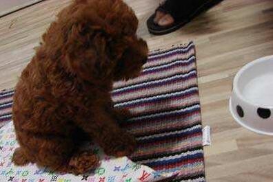 狗狗挑食怎么办教你四招轻松解决,狗狗挑食最佳治疗方法