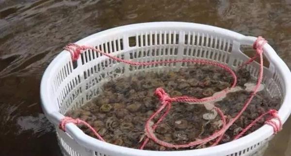 食材美食年货新鲜分享,番禺马蹄粉做法