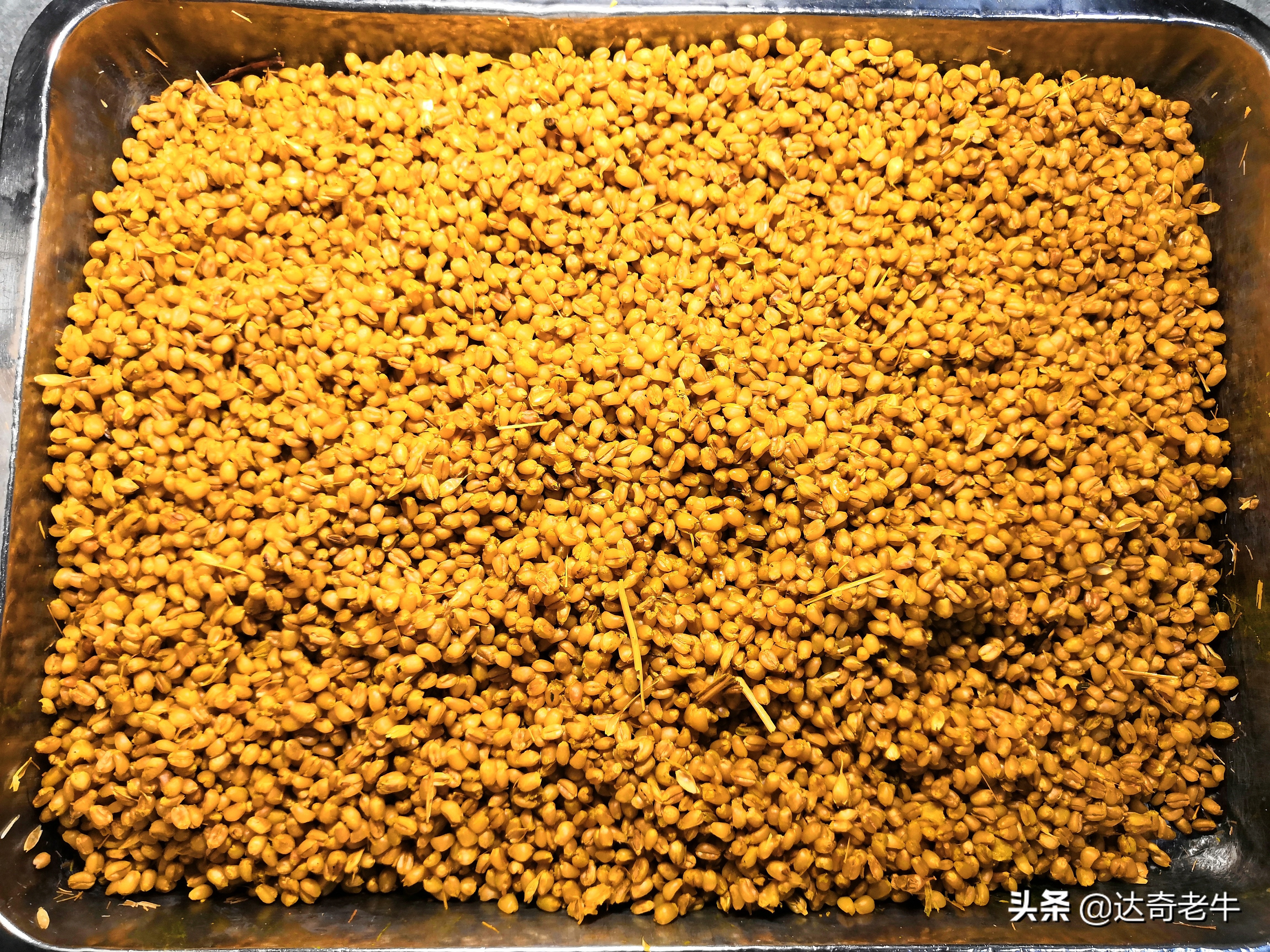 谷麦饵料长时间保存的方法,谷麦饵料怎么长期保存