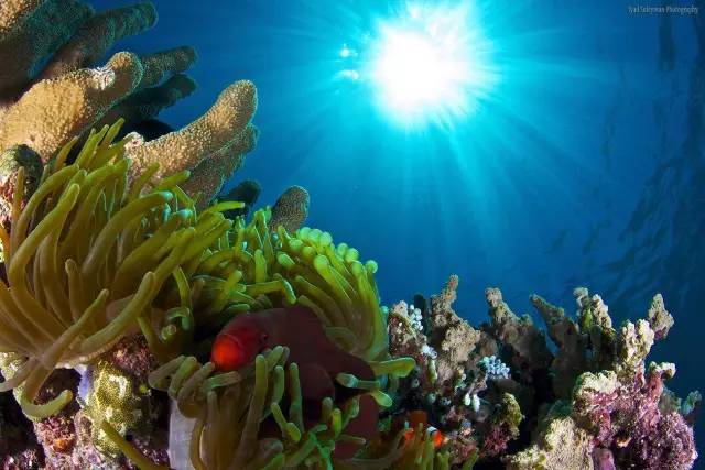 澳洲大堡礁旅游视频,澳洲大堡礁潜水攻略