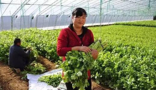 十大紧缺种植项目,种植业需要注意的问题