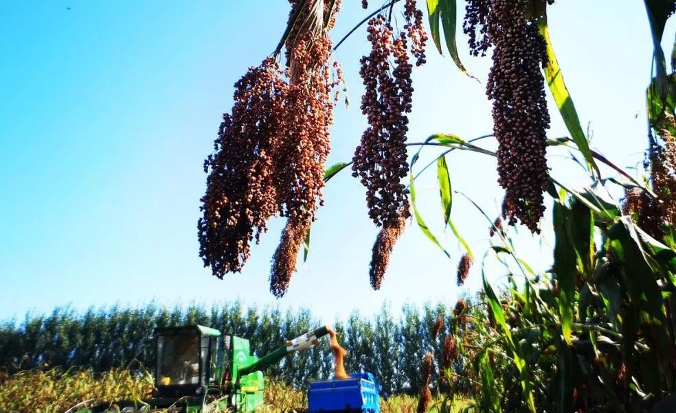 农村三产融合如何搞？一位创业者投资心经：先产品再产业