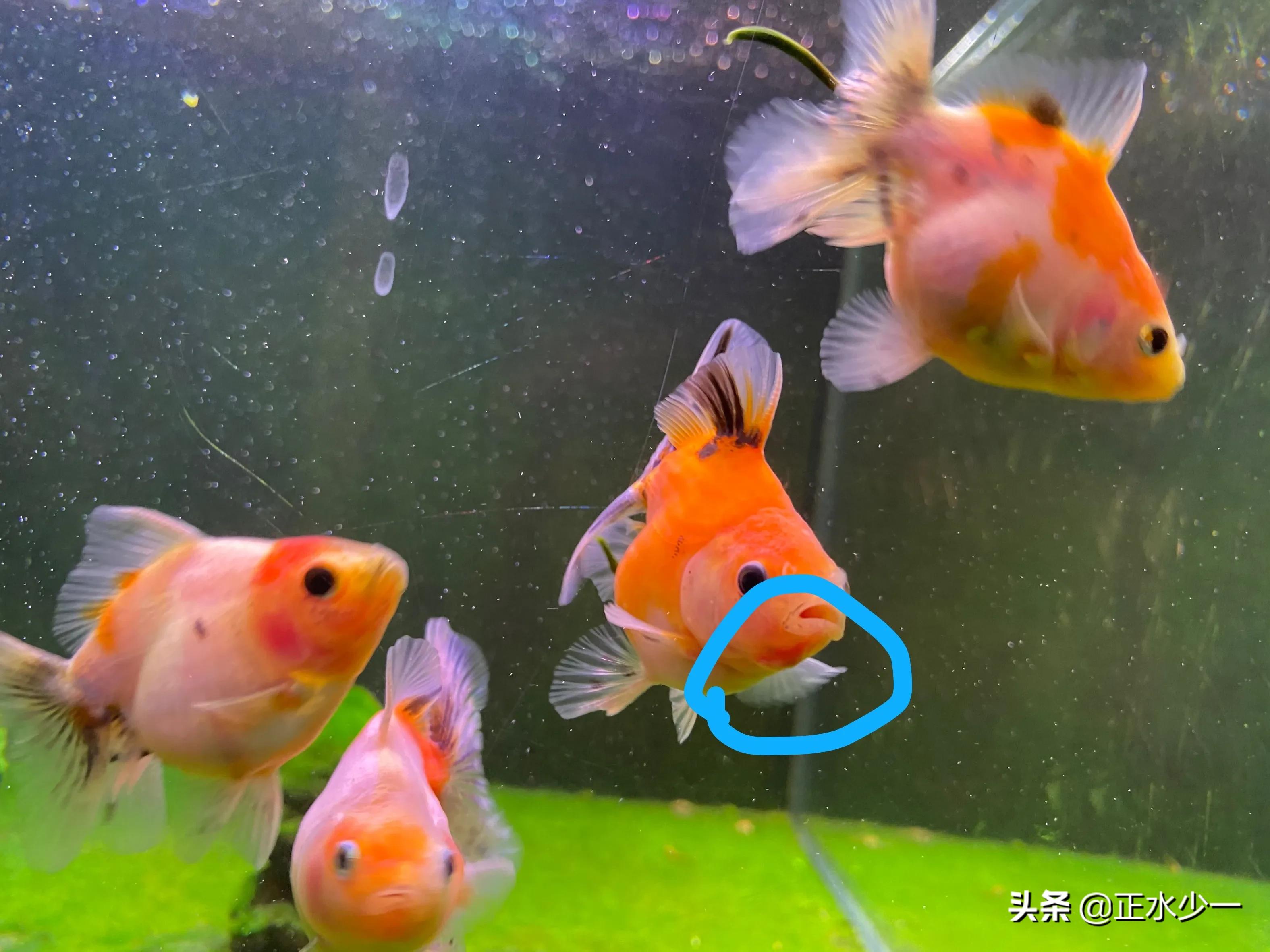 金鱼长白毛胀肚,金鱼身上长肉疙瘩怎么回事