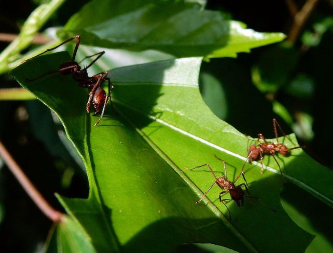 蚂蚁种植蘑菇,蚂蚁用树叶种蘑菇