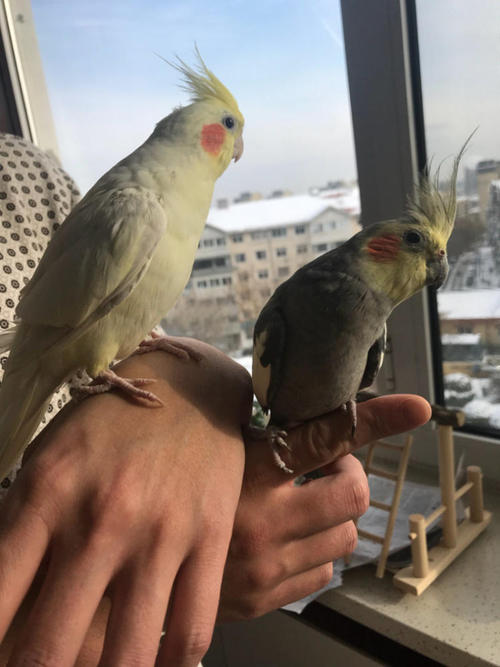 家庭养鸟的风水禁忌,手养鸟平时怎么饲养