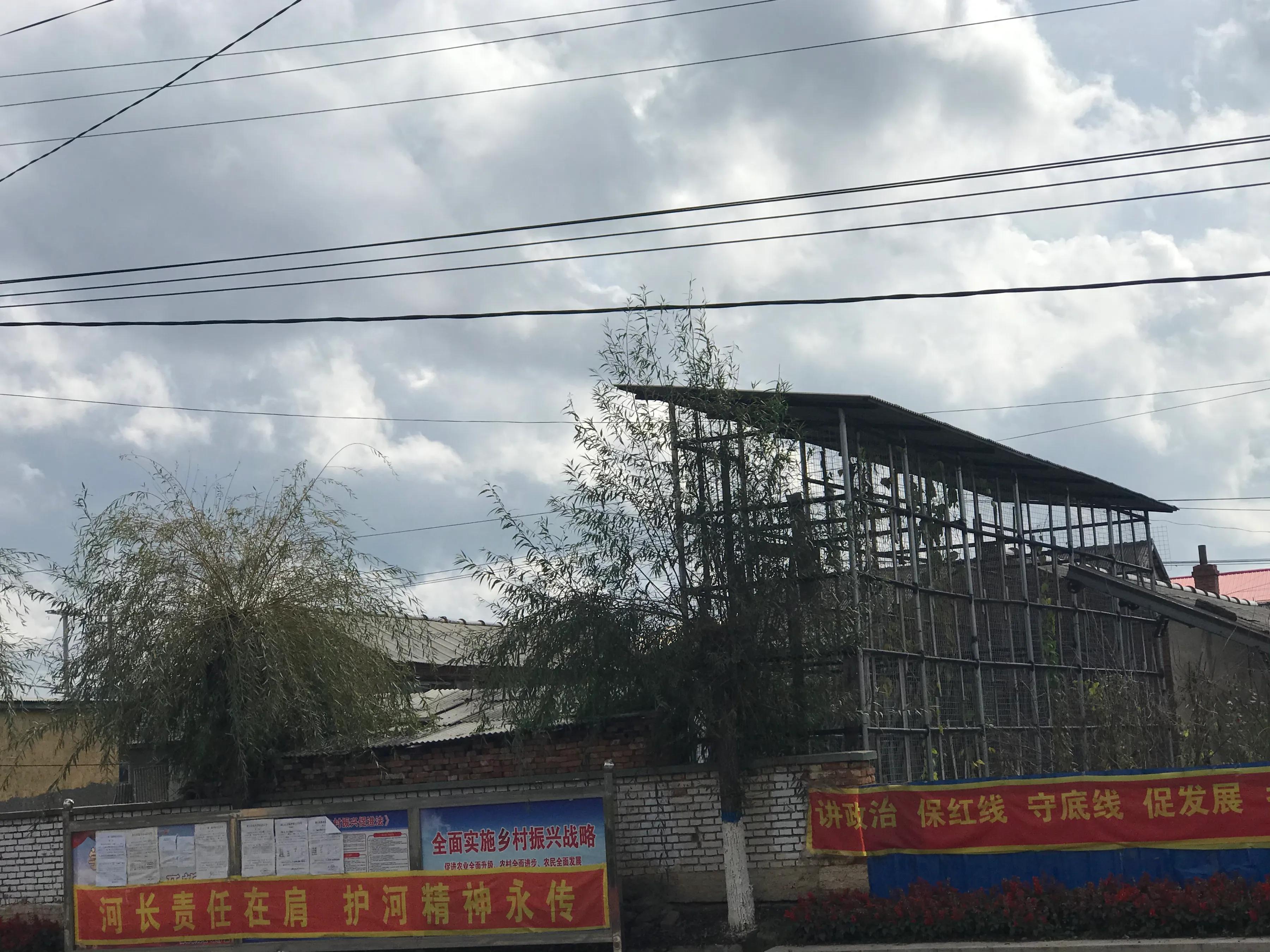 长白山脚下美丽的松山镇，因千岁的红豆杉而闻名