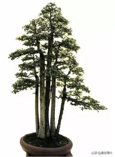 丛林式精品盆景欣赏,丛林盆景浅盆