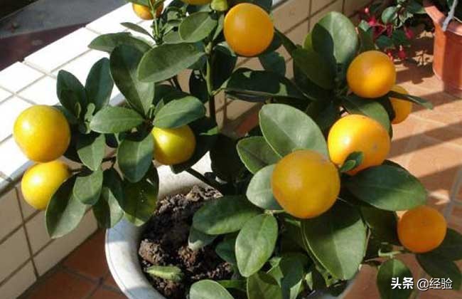 橘子树可以盆栽吗,橘子怎么人工授粉