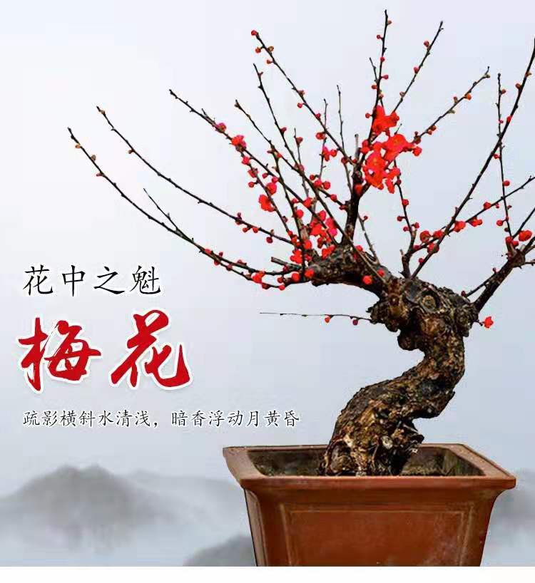 红梅顶级盆景100盆,红梅盆景越养越值钱吗
