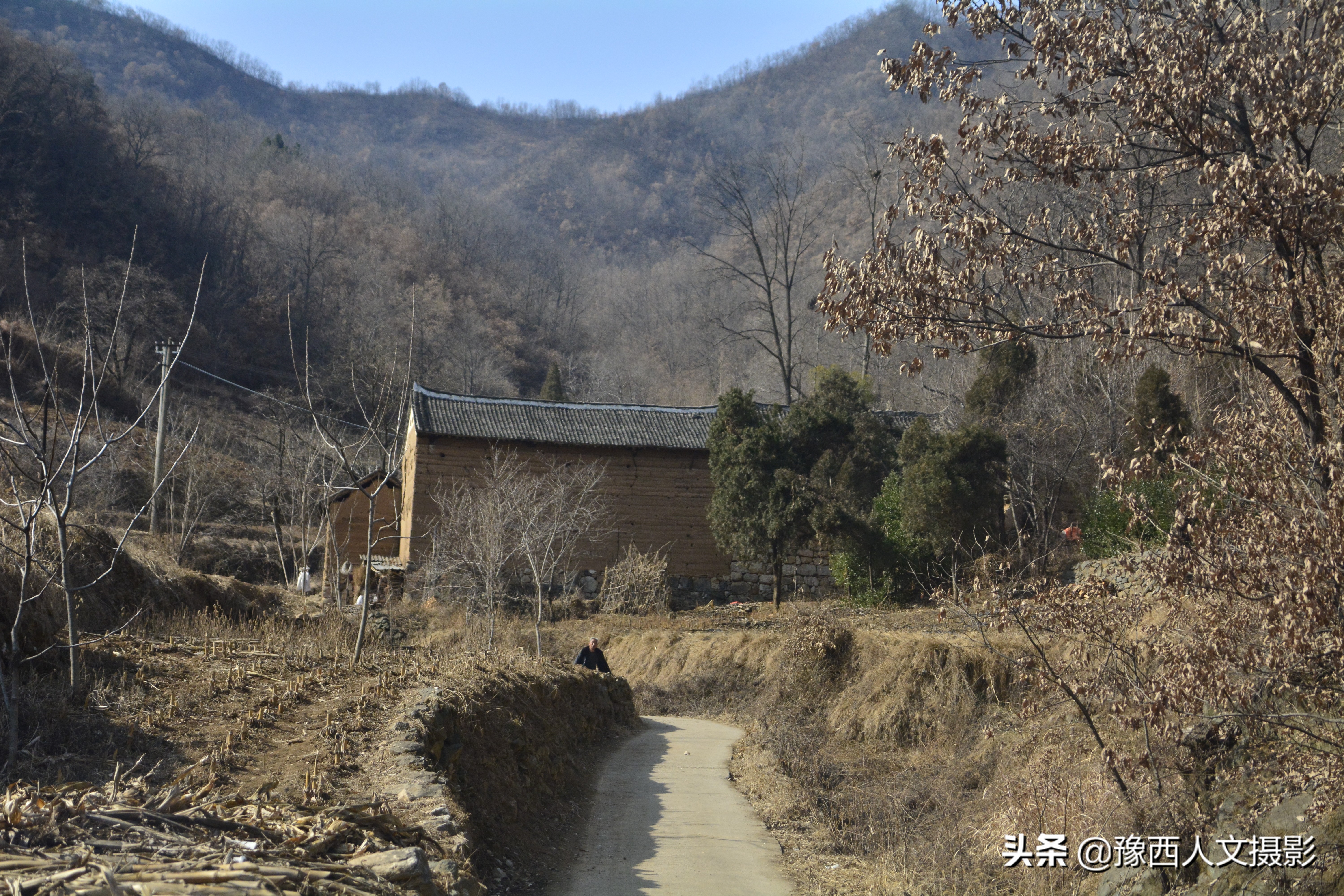 一百多年的老柿树才长这么大,碗口粗无核柿树图片