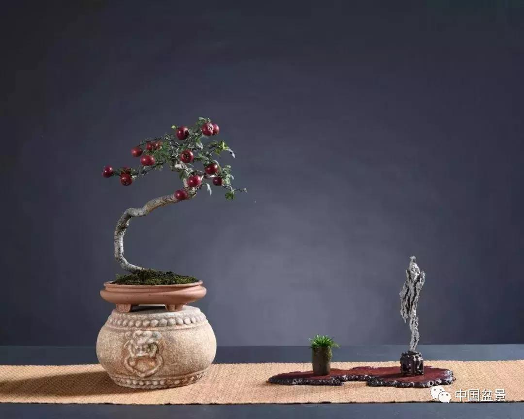 盆景植物最好养的,好养易活的盆景植物有哪些