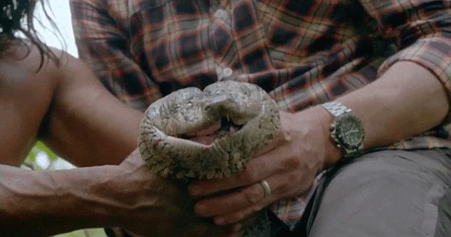 亚马逊热带雨林森蚺为什么不过海,最大的蛇森蚺生活在亚马逊雨林