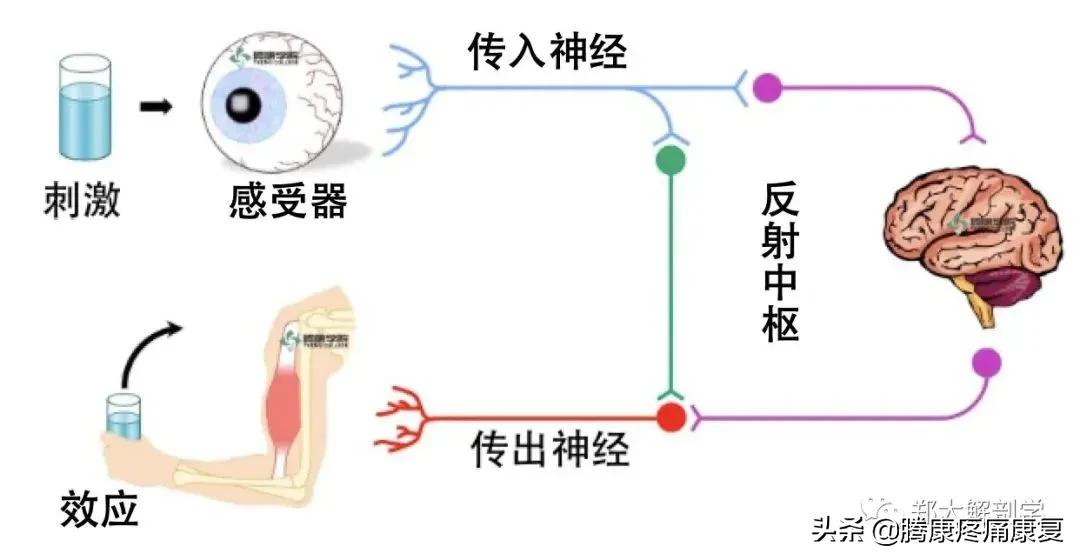 反射痛和牵涉痛,牵涉痛的特点