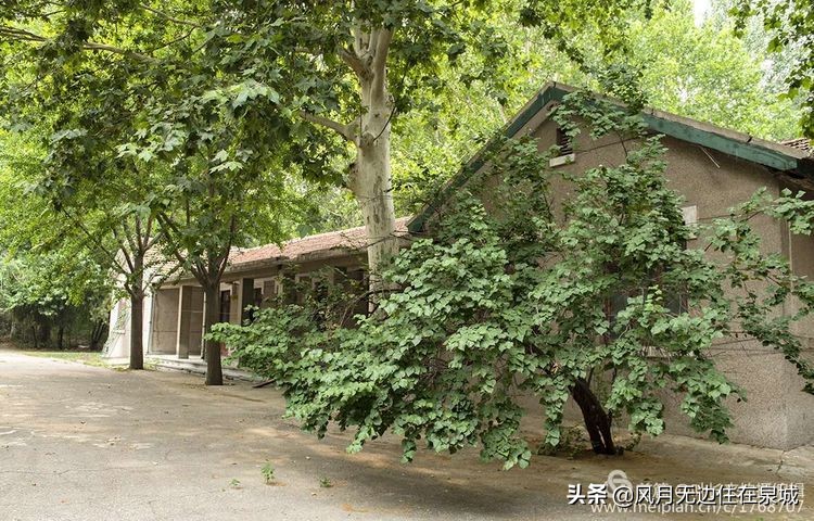 济南一颗梧桐树,济南的法国梧桐