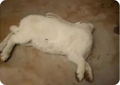 怎么判断兔兔有寄生虫,如何自查兔兔是否有球虫