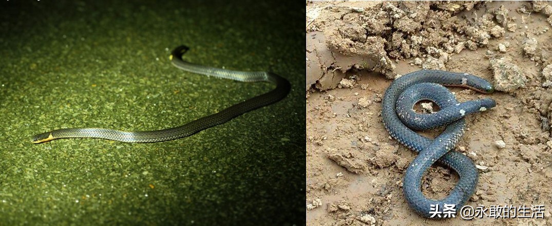 100种有毒的蛇,10种最毒的蛇是哪种蛇