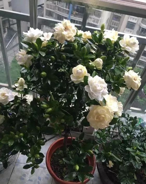 花土碱性大的原因和解决方法,花土是深层土好还是浅层土好