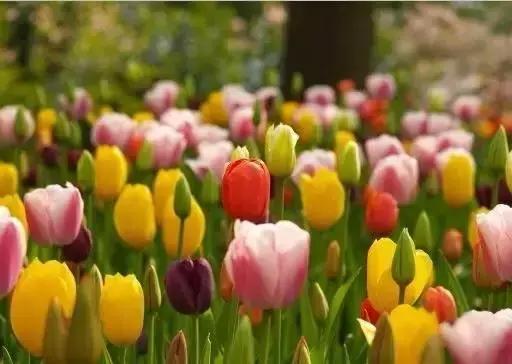 世界各国国花大开眼界美到爆,世界各国国花及国树