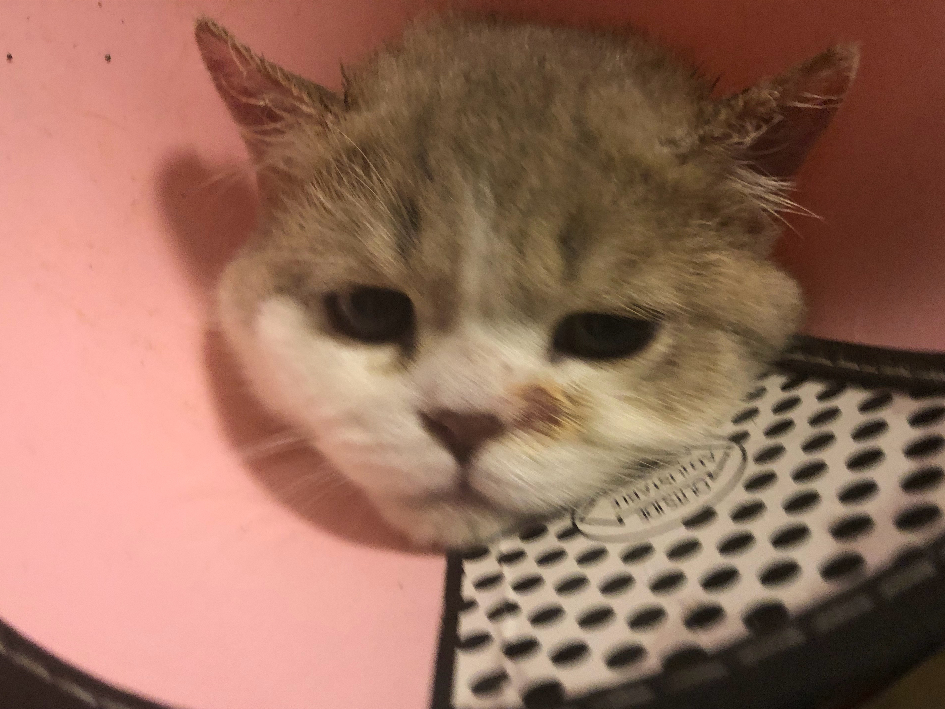 猫咪独自在家回来变得异常胆小,猫咪独自在家15天家会变成什么样