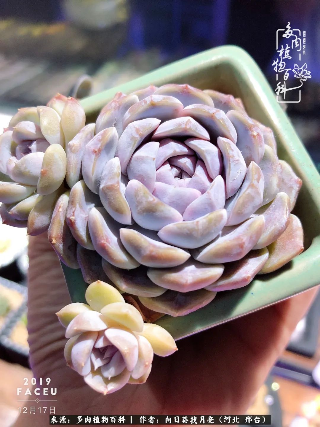 耐高温适合露养的多肉,冬日的露养多肉