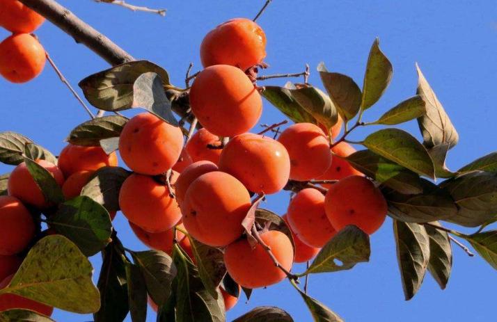 柿子和白酒一起泡有什么作用,把柿子蘸白酒