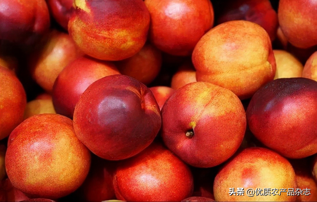 这颗桃不一般！看麻兰油桃如何“桃”人欢心