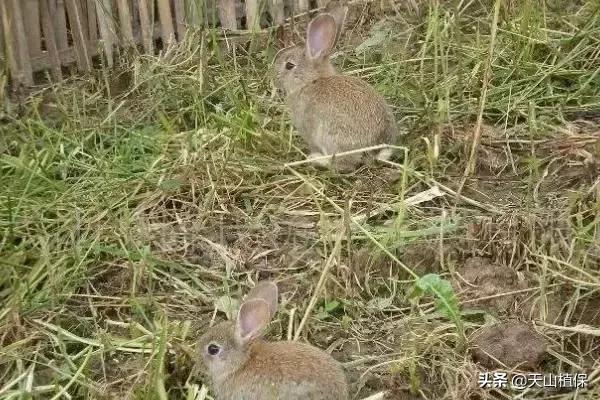 在农村养殖兔子赚钱吗现在,农村散养兔子赚钱吗