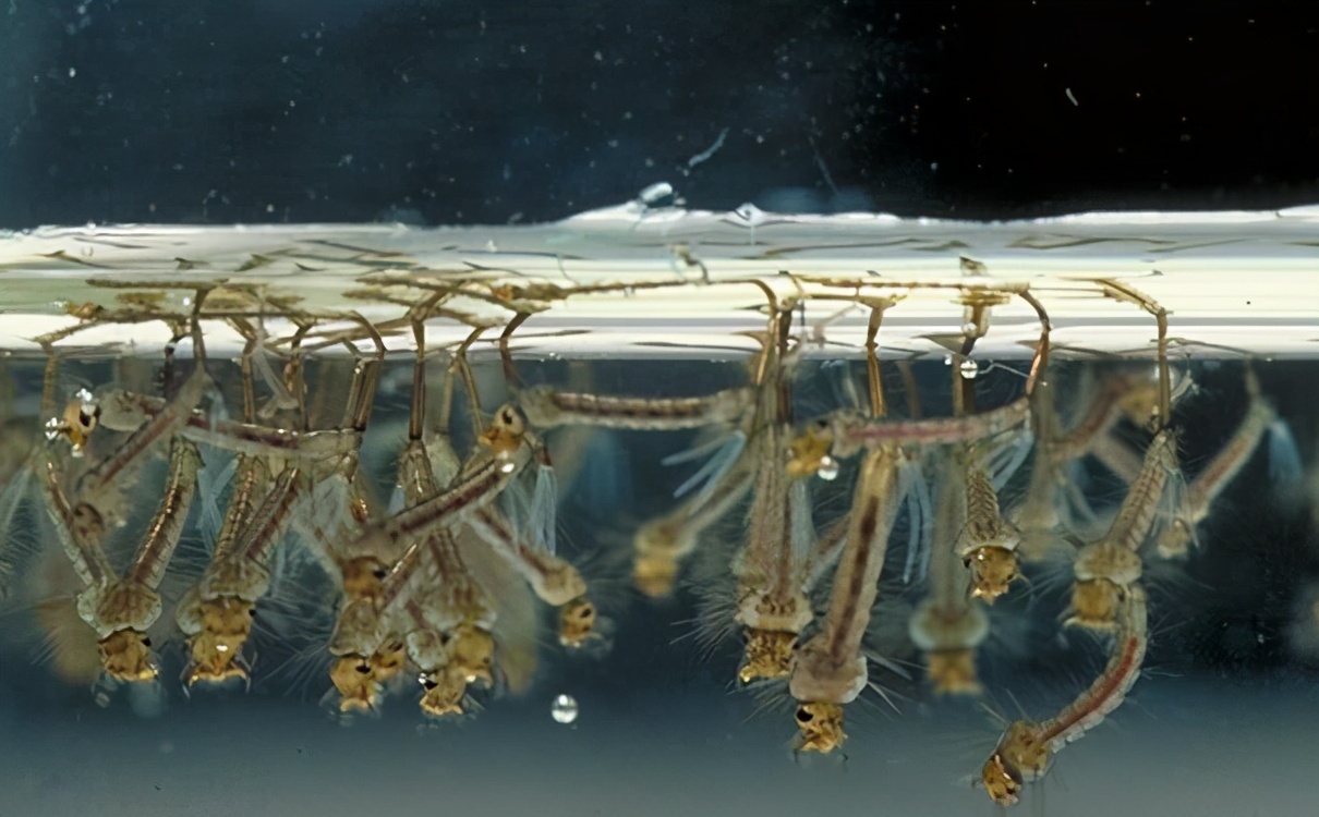 欧洲鲫鱼泛滥成灾,麦穗鱼在欧美泛滥成灾的原因