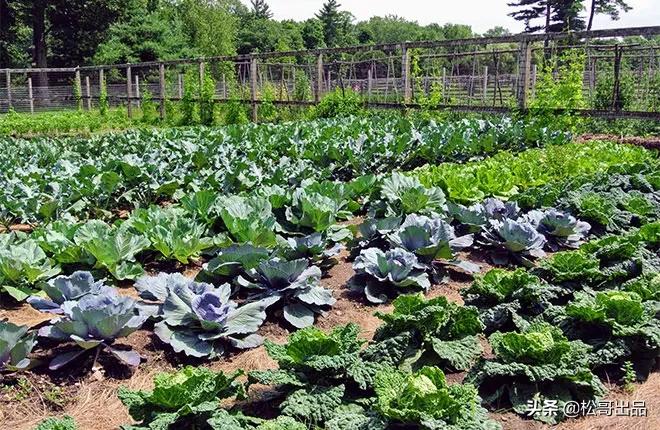 农家田园共享菜园,田园生活乐趣多上海菜园