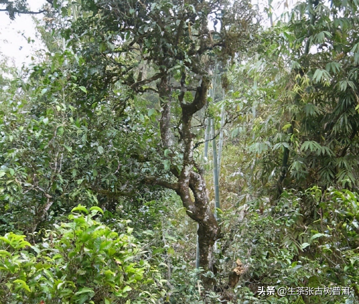 普洱茶临沧茶区分布图最新,临沧茶山分布图