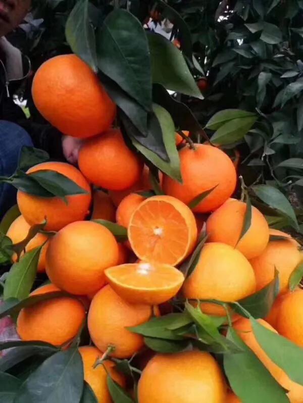 家乡特产果子图片,家乡的果子