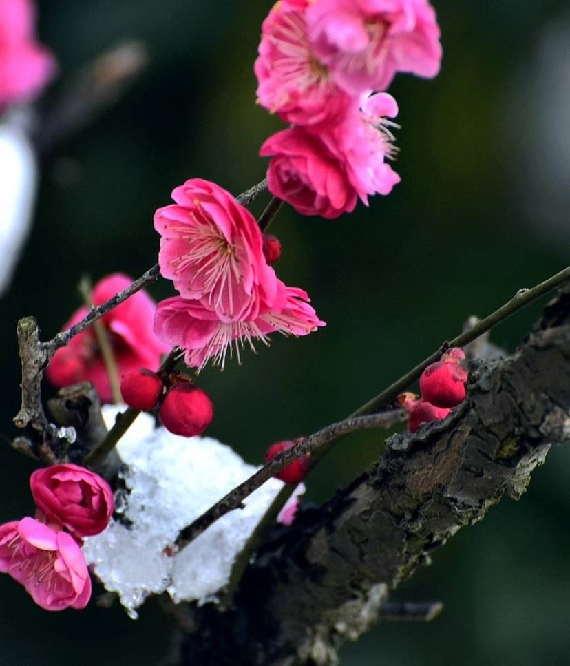 梅花花期过后怎么修剪,梅花花后修剪视频