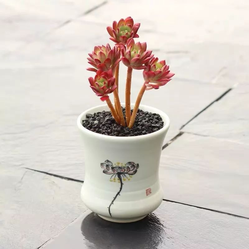 八种好看又好养的多肉，看看你家养了几种？