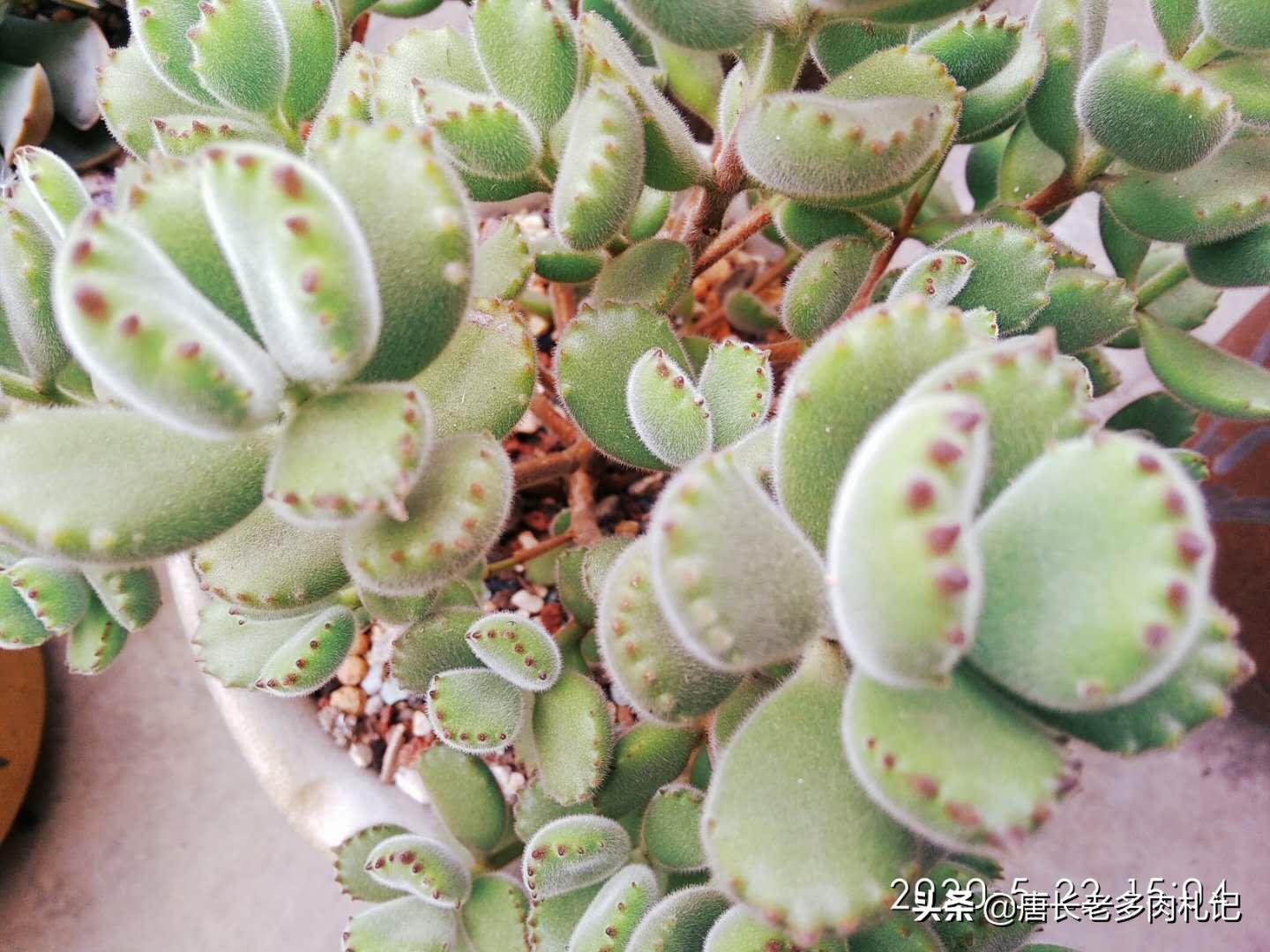 熊掌多肉的养殖方法和注意事项,熊掌多肉植物怎么养