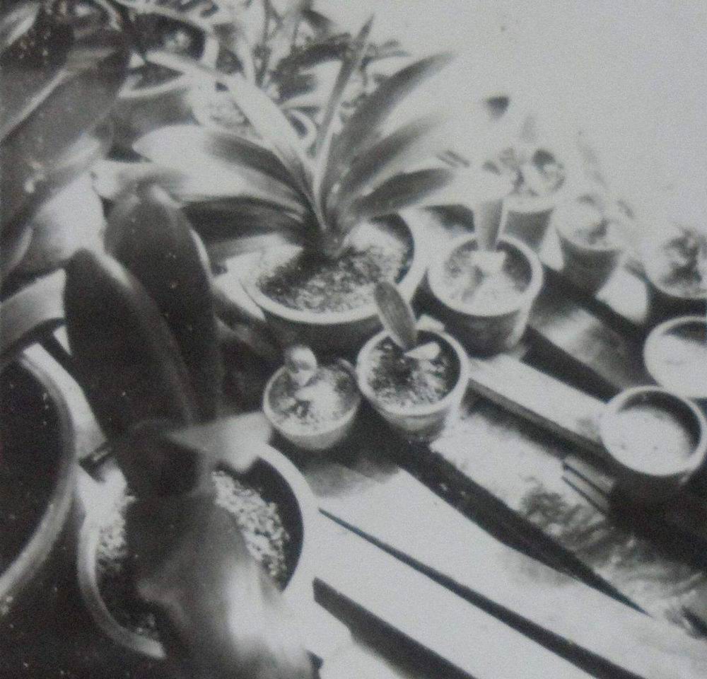 当年东北炒作君子兰,80年代炒作君子兰