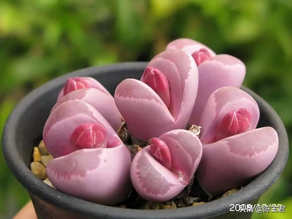 十大最贵法师多肉排行榜,玉露多肉最贵多少钱一棵