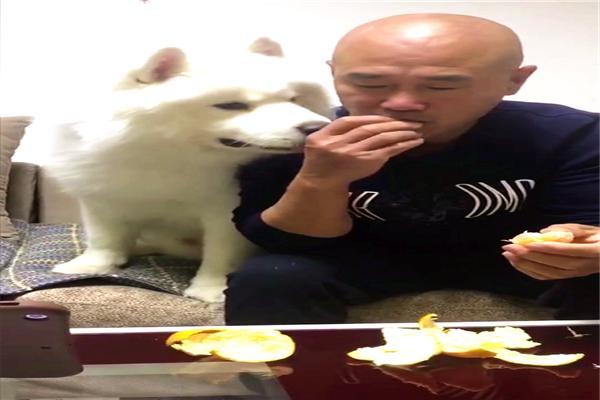 如果家人不让你养狗该怎么办,怎样说服爸妈给我养狗教你5招