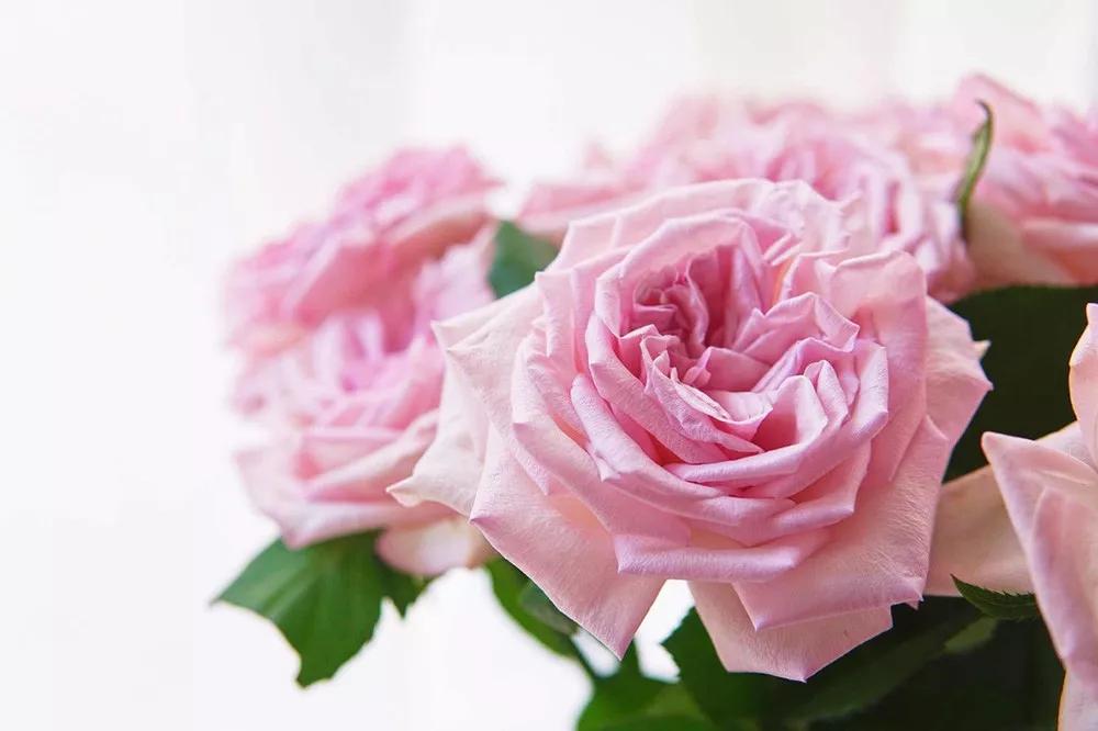 花店常用玫瑰花品种大全,一篇文章带你认识三亚40种花