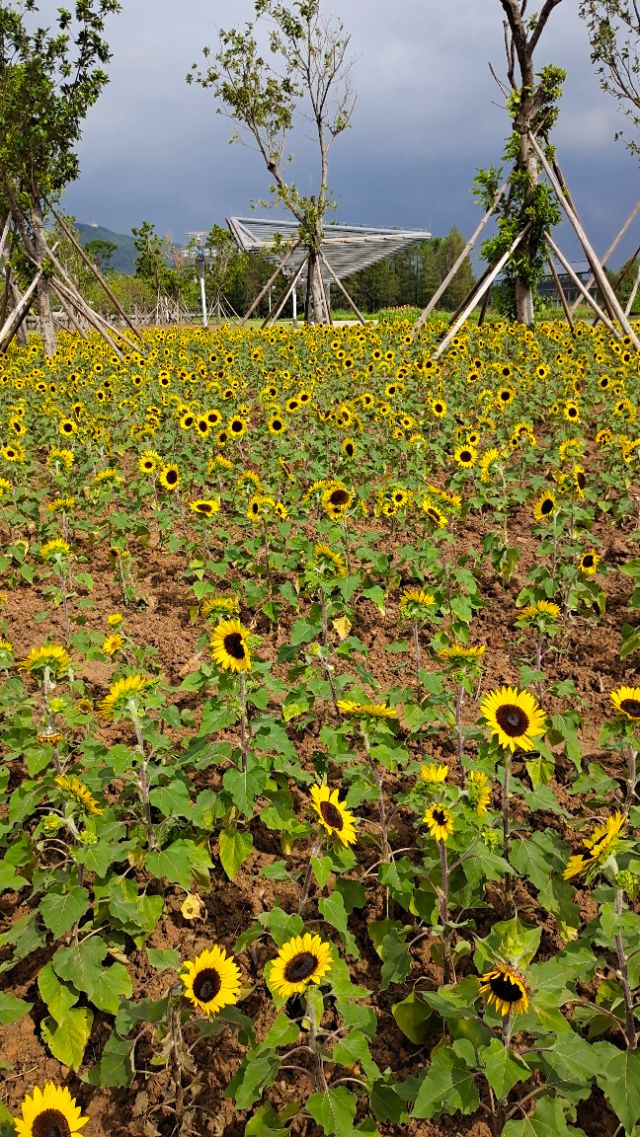 珠海井岸黄楊河湿地公园,20200927