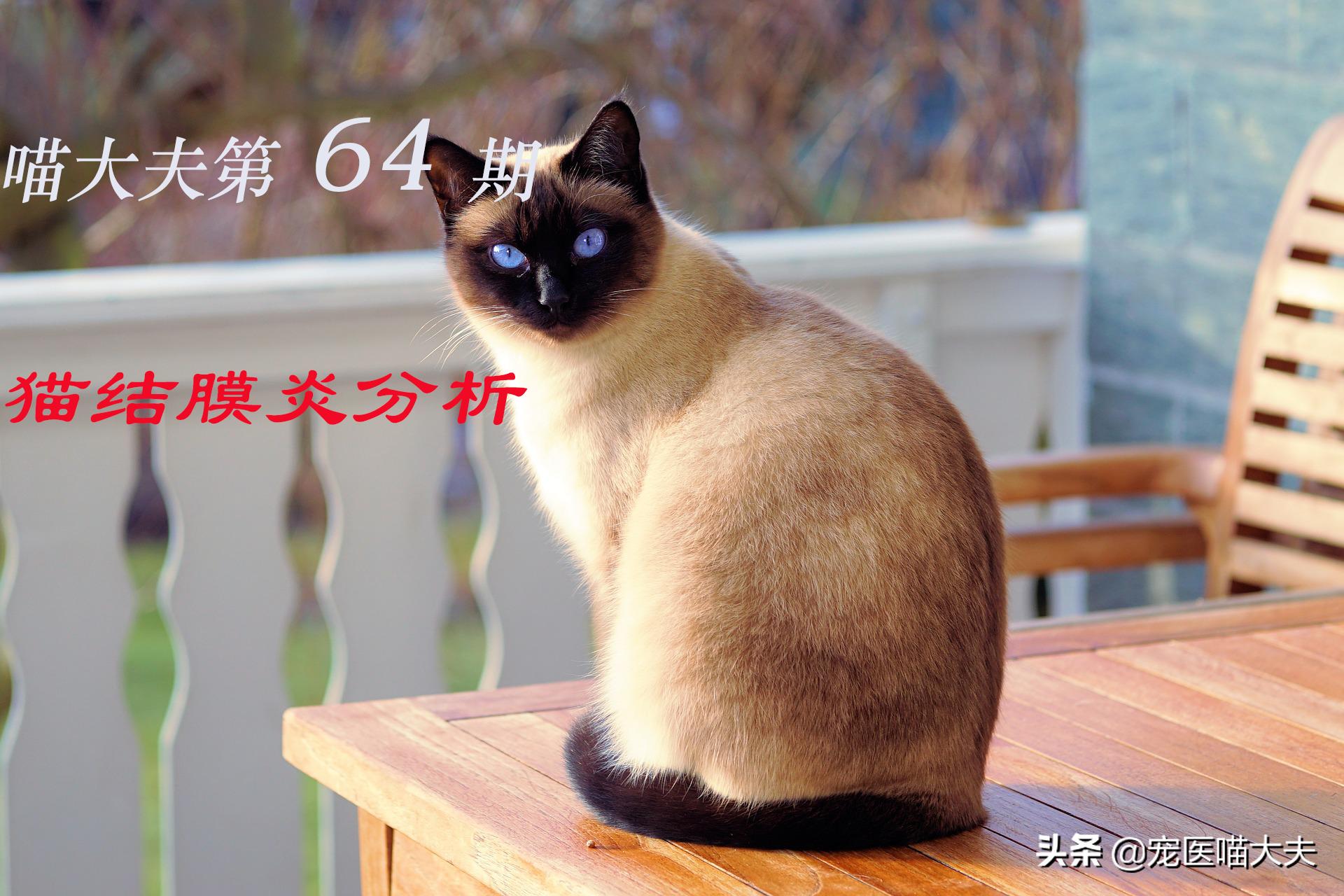 猫咪结膜炎怎么引起的,治疗猫咪结膜炎用阿莫西林有用吗