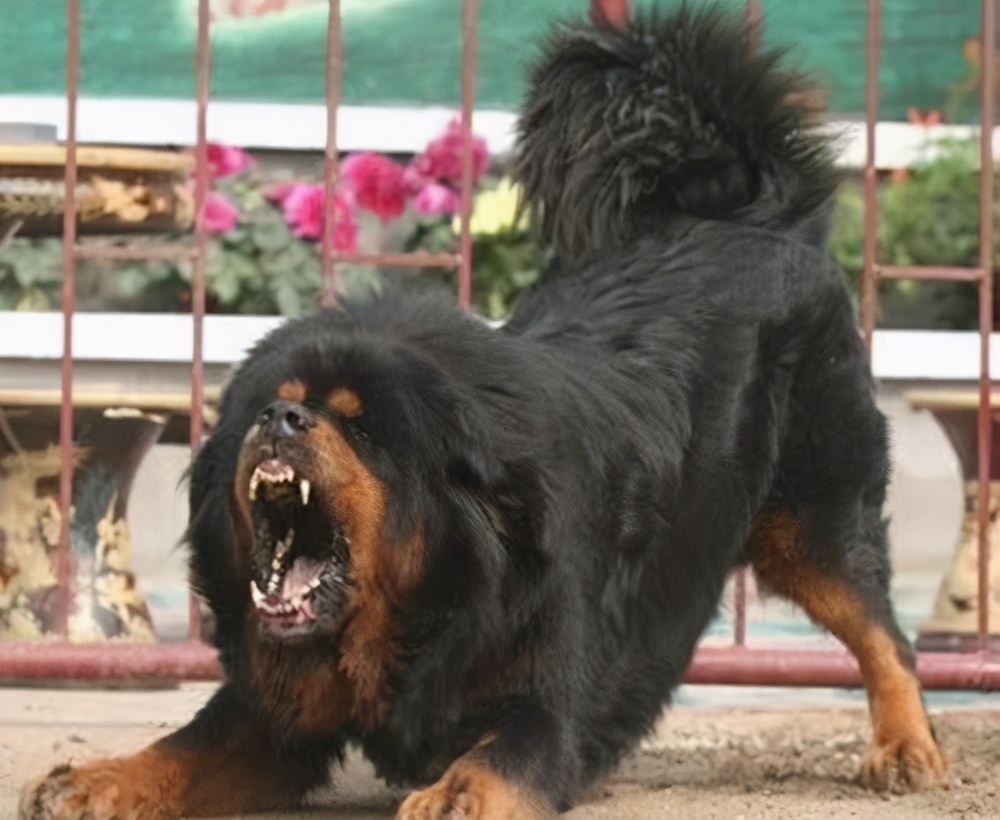 那么可爱的狗狗为什么要禁养呢,狗狗的禁养有哪些