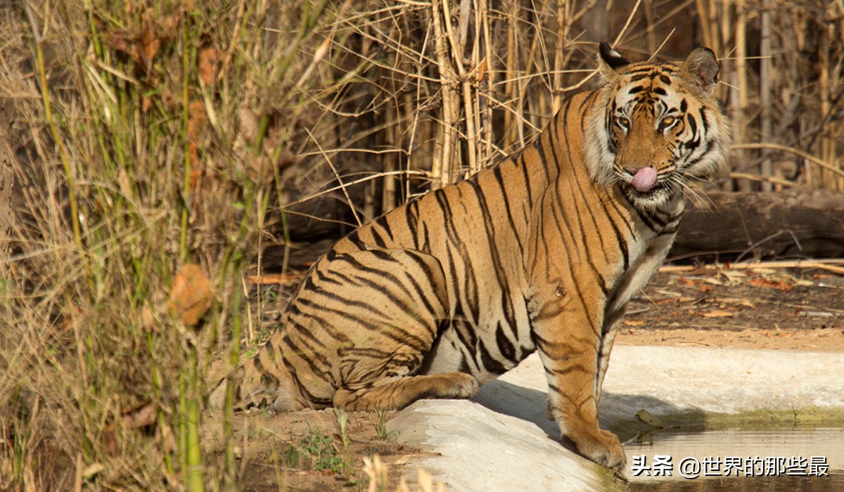 老虎害怕狮子吗,老虎害怕熊么