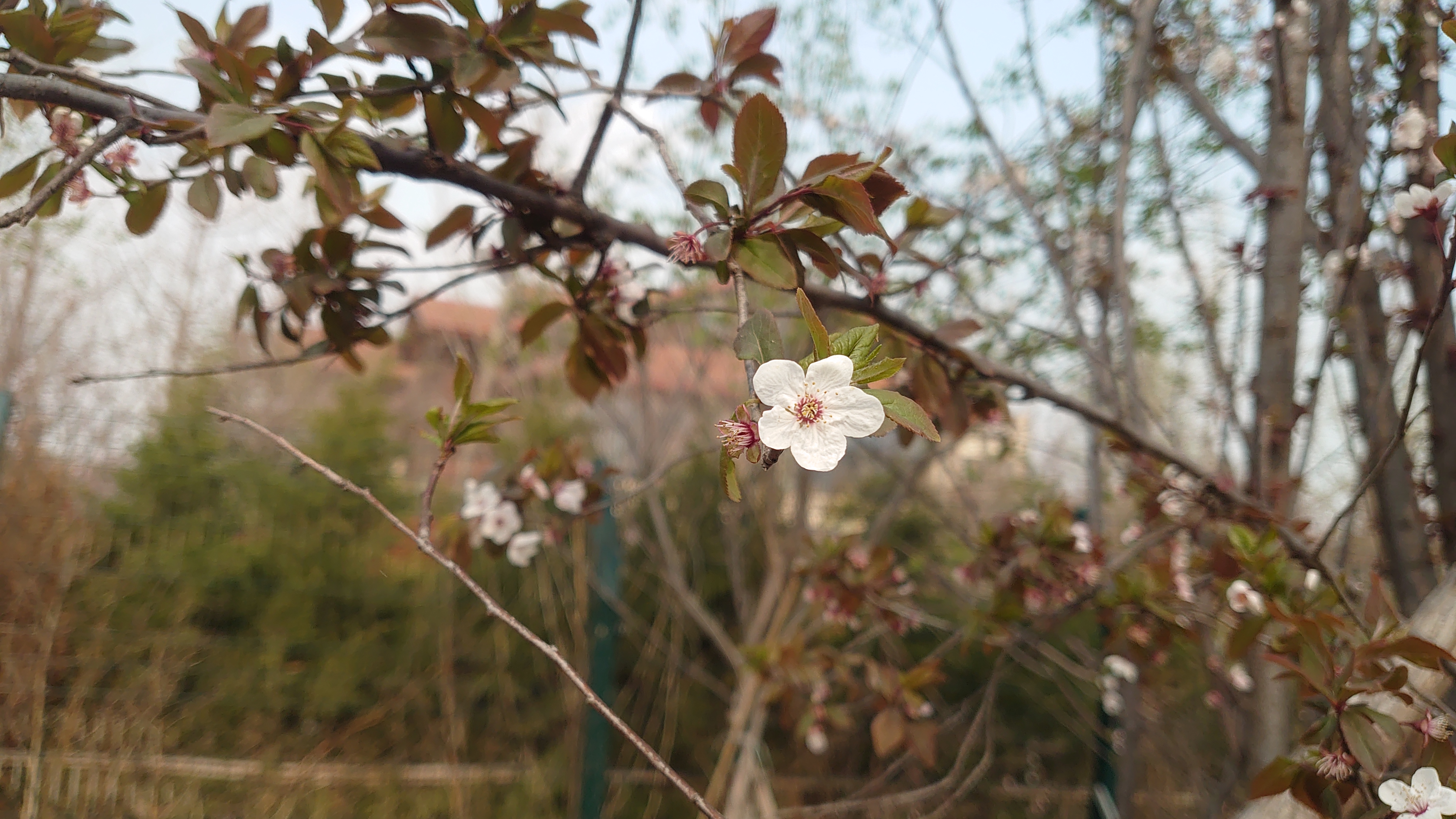 索尼微单手机xperia5i,索尼xperia5ii深度评测