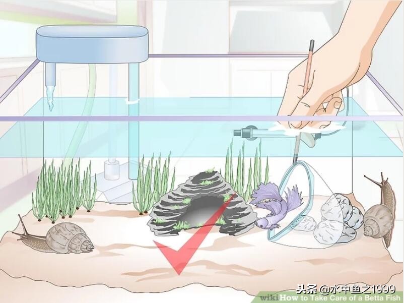 泰国将军斗鱼饲养,泰国斗鱼公鱼饲养