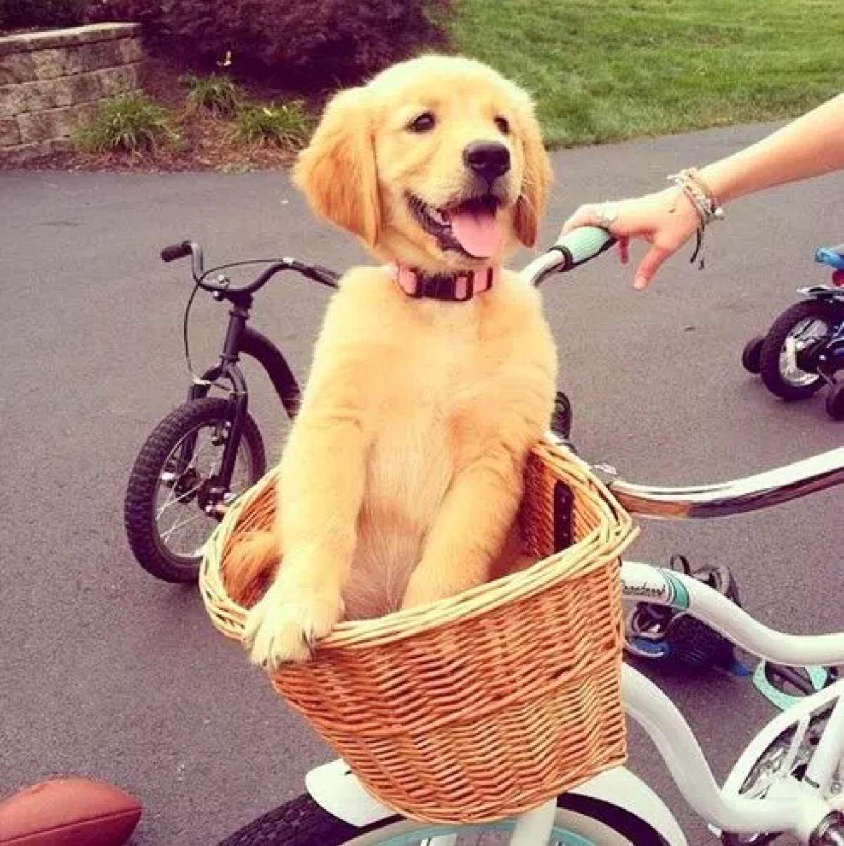 6岁金毛怎么驯养的呀图片,3岁大的金毛驯养教程