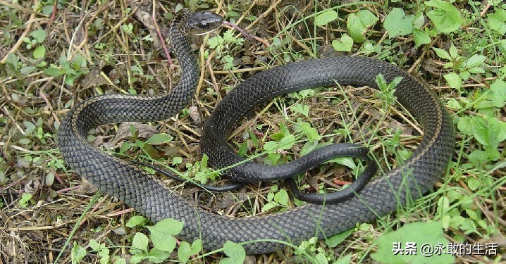 100种有毒的蛇,10种最毒的蛇是哪种蛇